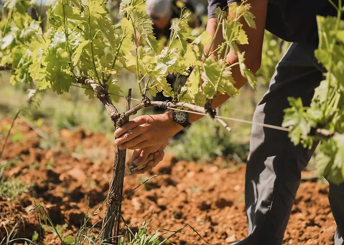 Domaine Rabiega - Vineyard&Boutique
